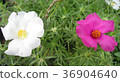 Beautiful white and dark pink portulaca flower. 36904640