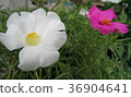 Beautiful white and dark pink portulaca flower. 36904641