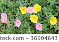 Beautiful pink and yellow portulaca flower. 36904643