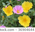 Beautiful pink and yellow portulaca flower. 36904644