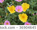 Beautiful pink and yellow portulaca flower. 36904645