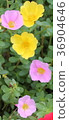 Beautiful pink and yellow portulaca flower. 36904646