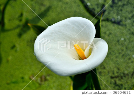 Taiwan, Taipei City, White Flower, Yangmingshan National Park, Begonia, Flower, Petal, Blossom, Plant Taiwan, Taipei City, White Flower, Yangmingshan National Park, Begonia, Flower, Petal, Blossom, Plant 36904651