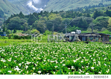 Taiwan, Taipei City, White Flower, Yangmingshan National Park, Begonia, Flower, Petal, Blossom, Plant 36904654