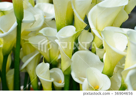 Taiwan, Taipei City, White Flower, Yangmingshan National Park, Begonia, Flower, Petal, Blossom, Plant Taiwan, Taipei City, White Flower, Yangmingshan National Park, Begonia, Flower, Petal, Blossom, Plant 36904656