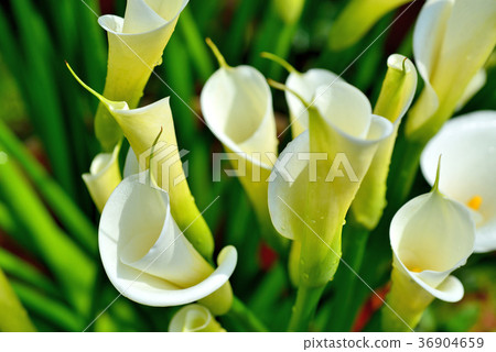 臺灣,台北市,白色花,陽明山國家公園,海芋,花,花瓣,開花,植物 36904659