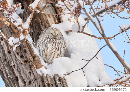 冬天的ephloves 36904671