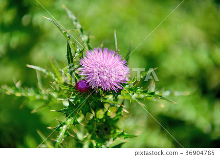 臺灣,玉山薊,台灣特有植物,陽明山國家公園,紫色花,花,花瓣,開花 臺灣,玉山薊,台灣特有植物,陽明山國家公園,紫色花,花,花瓣,開花 36904785