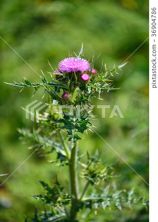 臺灣,玉山薊,台灣特有植物,陽明山國家公園,紫色花,花,花瓣,開花 36904786