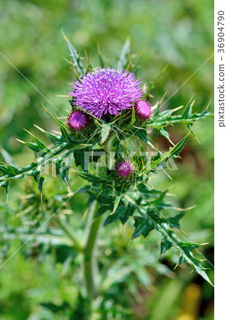 Taiwan, Yushan Mountain, Taiwan endemic plant, Yangmingshan National Park, purple flowers, flowers, petals, flowering 36904790
