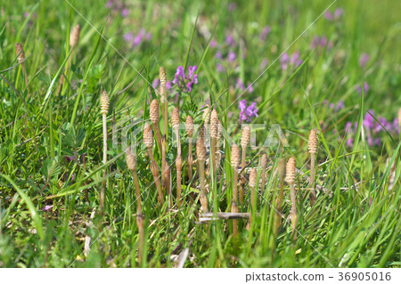 Tsukushi of Lake Biwa Tsukushi of Lake Biwa 36905016