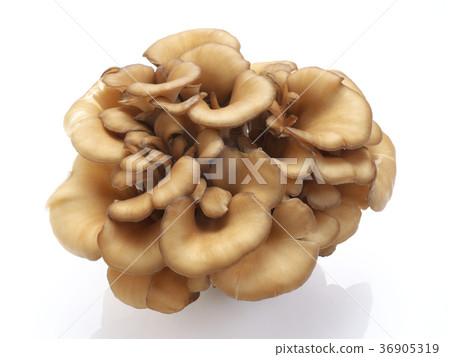 靜岡縣的舞茸(maitake) 靜岡縣的舞茸(maitake) 36905319