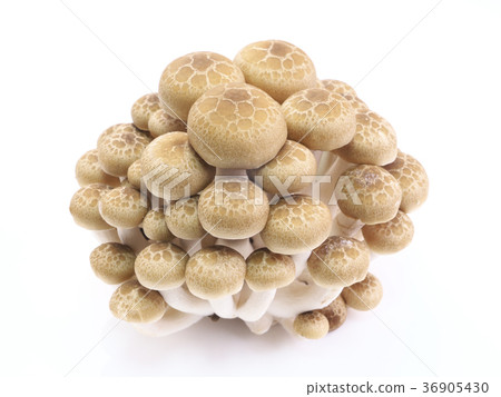 蘑菇山毛櫸 36905430