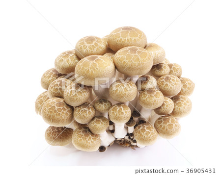 Mushroom-Beech Shimeji 36905431