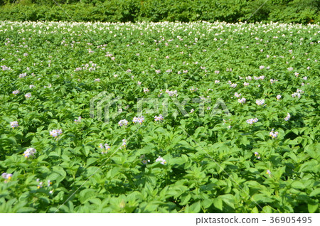 馬鈴薯田（北海道斜裡郡斜裡町） 36905495