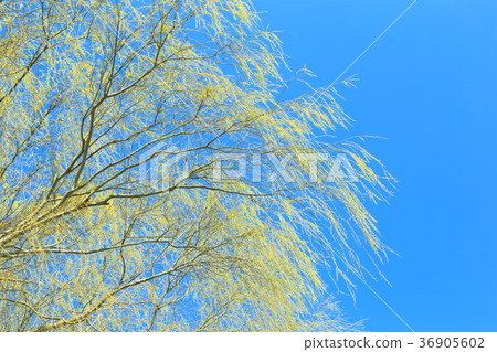 柳新鮮綠 36905602