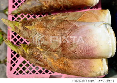 臺灣,農業,冬筍,竹筍,農作物,農產品,農民,生產,食物 臺灣,農業,冬筍,竹筍,農作物,農產品,農民,生產,食物 36905675