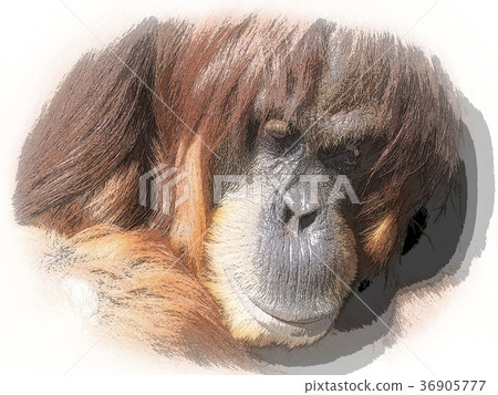 猩猩 猩猩 36905777