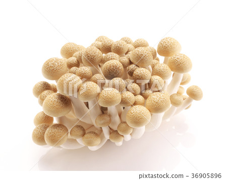 Mushroom-Beech Shimeji 36905896