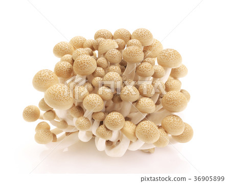 Mushroom-Beech Shimeji 36905899