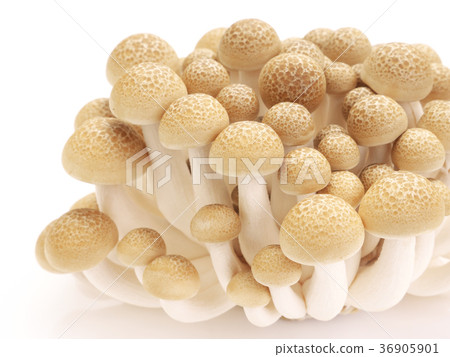 Mushroom-Beech Shimeji 36905901