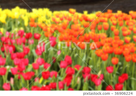 Blur tulips nature background. 36906224