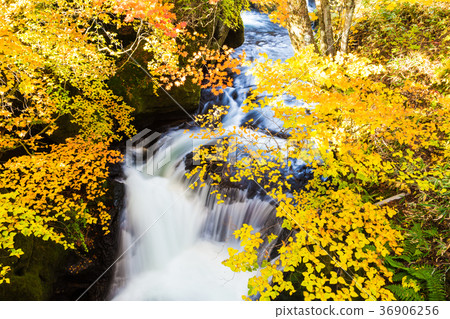 Authumn waterfall with colorful maple leaf 36906256