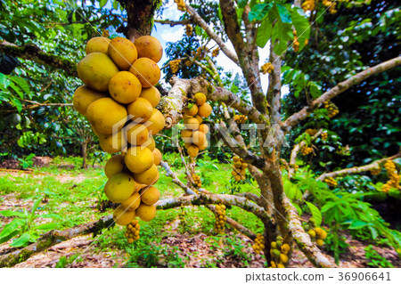 Lansium parasiticum on the branch (Long Gong) 36906641