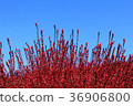 KOKIA 36906800