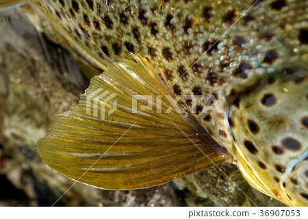 Brown trout chest Brown trout chest 36907053