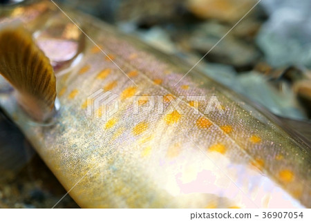 Yamato Iwana 36907054