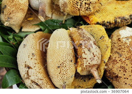 golden honeycomb in the honey in market. 36907064