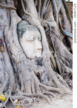 Buddha head of Wat Mahathat in Thailand Ayutthaya Buddha head of Wat Mahathat in Thailand Ayutthaya 36907129
