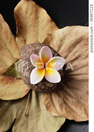 Plumeria flower with beautiful on the rock. 36907228