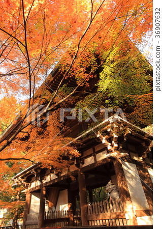 Higashi Souji Temple Autumn（千葉縣松戶市） 36907632