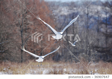 The flying figure of two Tancho (Hokkaido · Tsurui) 36907647