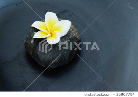 Plumeria flower with beautiful light on rock. 36907794