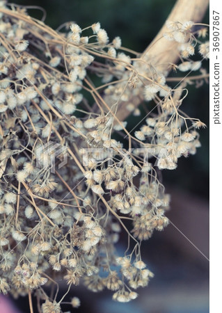 Dry flowers at beautiful in the nature. 36907867