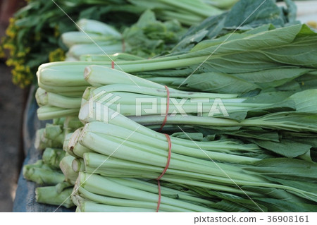 chiness cabbage in the market. chiness cabbage in the market. 36908161