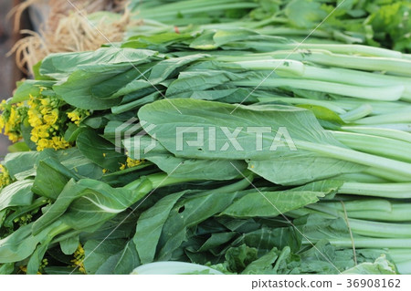 chiness cabbage in the market. chiness cabbage in the market. 36908162