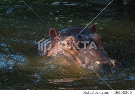 animal and nature 36908269