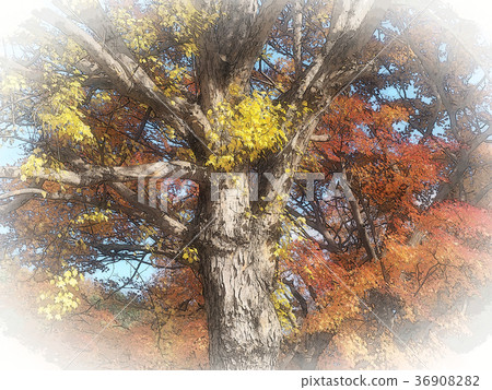 Late autumn forest 36908282