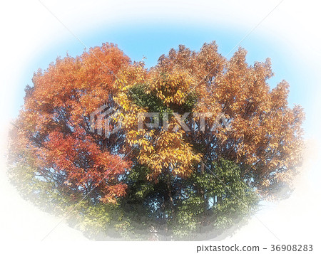Late autumn forest 36908283