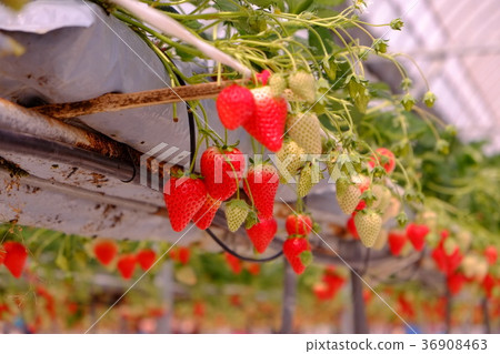 Ehime Strawberry 2017 16 Ehime Strawberry 2017 16 36908463