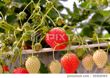 Ehime Strawberry 2017 17 Ehime Strawberry 2017 17 36908464
