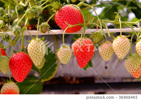 Ehime Strawberry 2017 Part 18 Ehime Strawberry 2017 Part 18 36908465