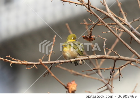 White-eye couple (in oak tree) White-eye couple (in oak tree) 36908469