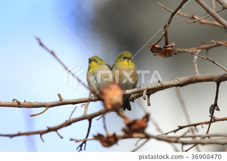白眼夫婦（在橡樹） 36908470