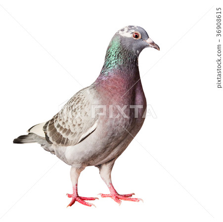 portrait full body of speed racing homing pigeon portrait full body of speed racing homing pigeon 36908615