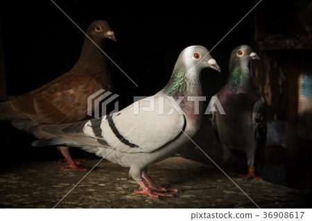 flock of homing pigeon bird in home loft flock of homing pigeon bird in home loft 36908617